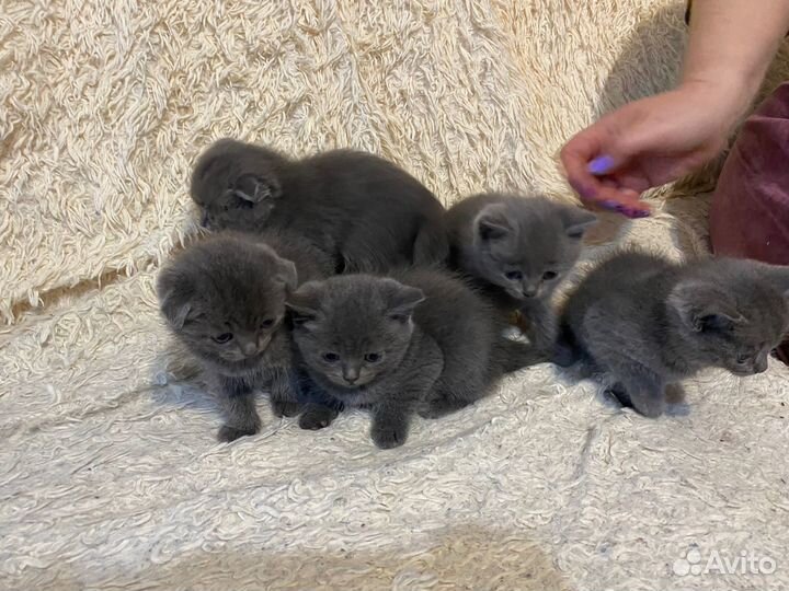 Британский вислоухий