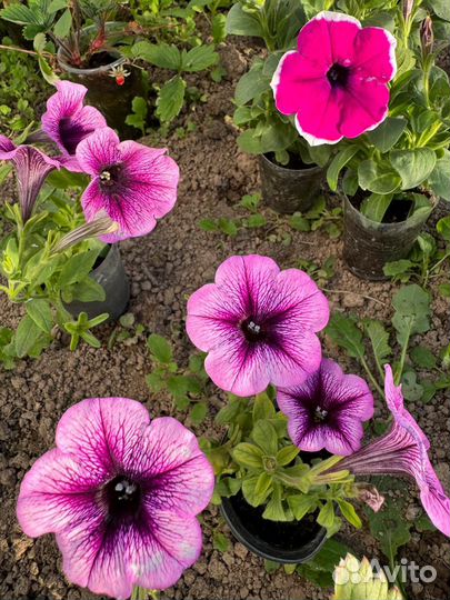 Вегетативные петунии, калибрахоа