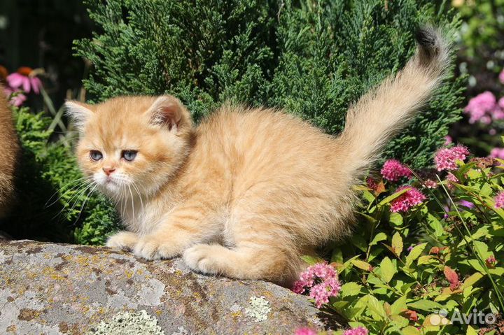 Котята британские золотая шиншилла 2 мес