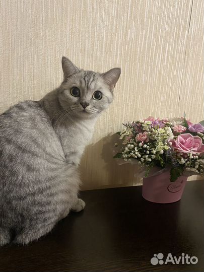 Отдам В добрые руки