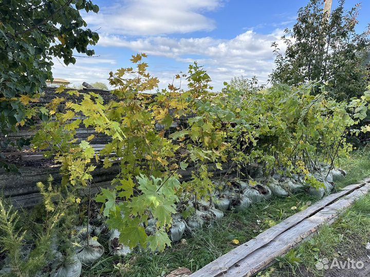 Лиственные и хвойные саженцы 1,5