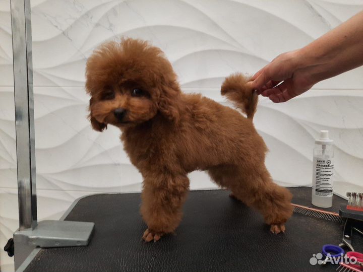 Той-пудель Мини