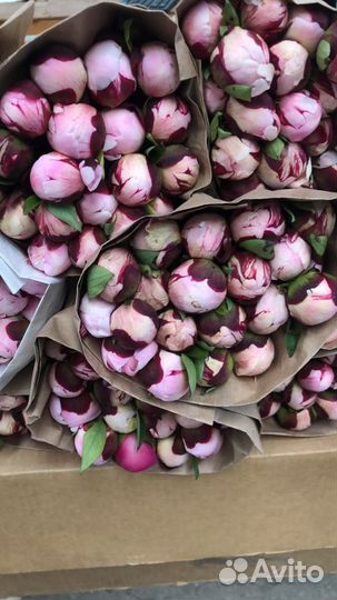 Пионы Оптом/ букеты из пионов в Красноярске