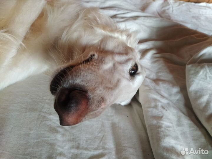 Рпб Кобель кастрат