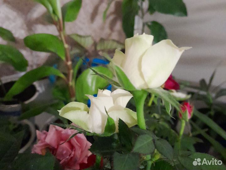 Роза комнатная