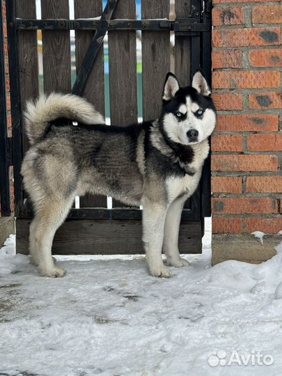 Хаски в добрые руки