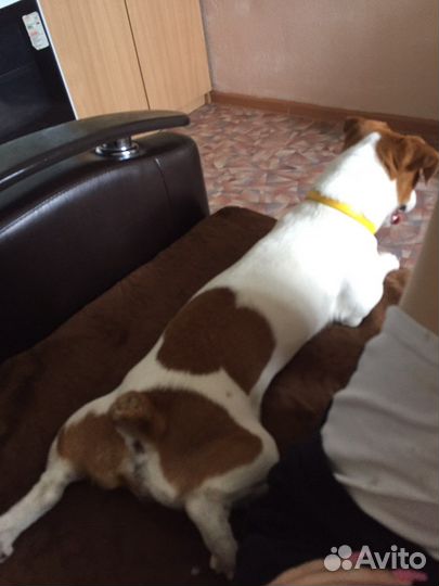 Собака вязка