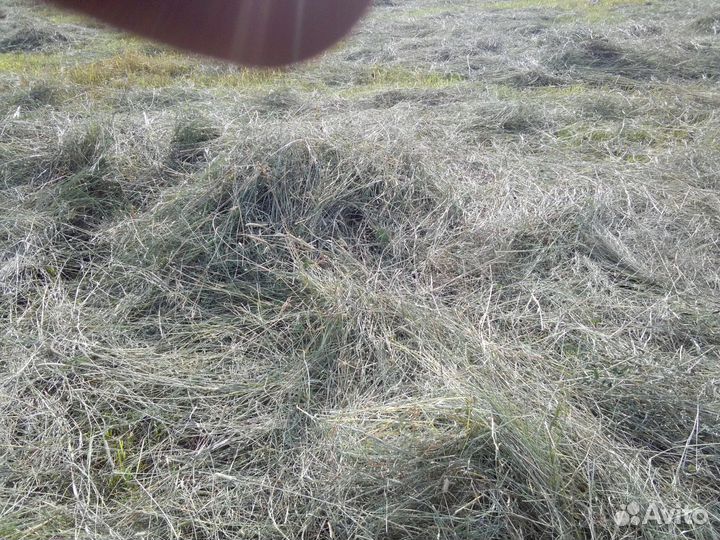 Сено луговое и посевное урожай 2023 года