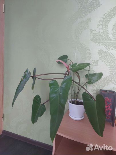 Филодендрон Red Emerald