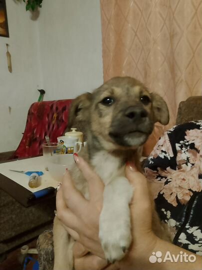 Отдам бесплатно в добрые руки