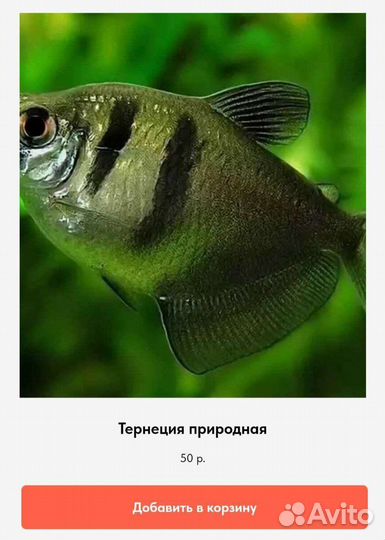 Аквариумные рыбки