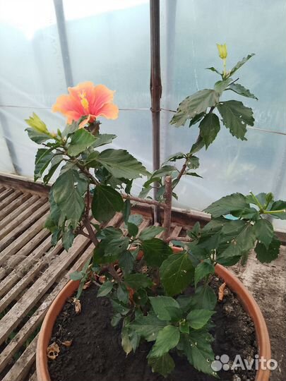 Комнатные цветы, растения