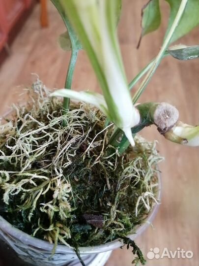 Монстера рафидофора вариегатная