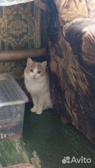 Милая Зайка