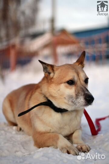 Вирга в добрые руки