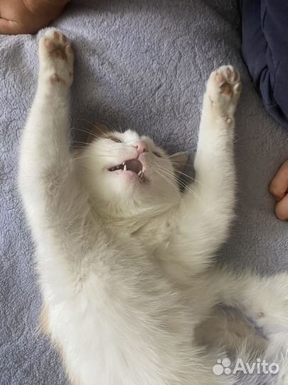 Кошка в добрые руки