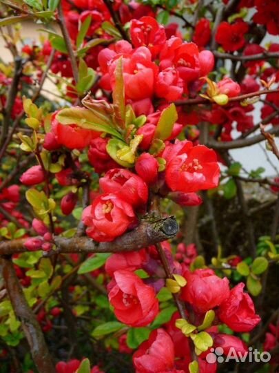 Айва японская хеномелес саженцы