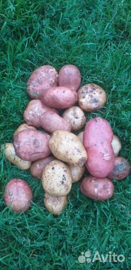 Продам домашний картофель