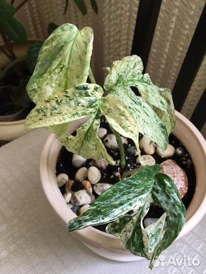 Эпипремнумы (Сциндапсусы) сортовые