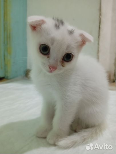 Кошки в добрые руки бесплатно