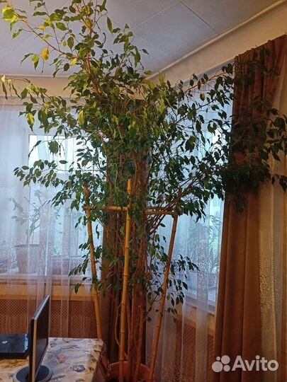 Фикус бенджамина большой