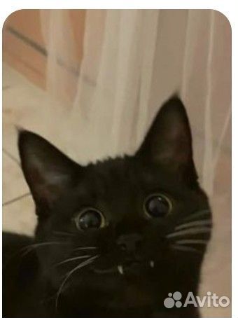 Рисую рисунки с котиками и другими питомцами