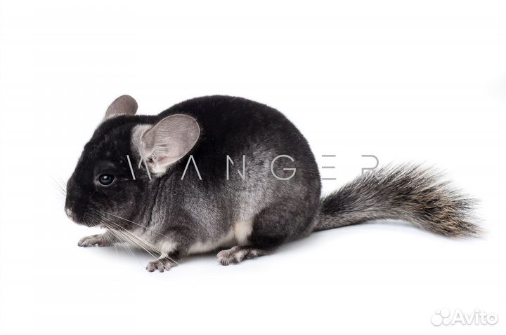 Шиншилла окраса 