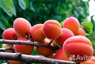 Саженцы Плодовых закрытая и открытая корневая