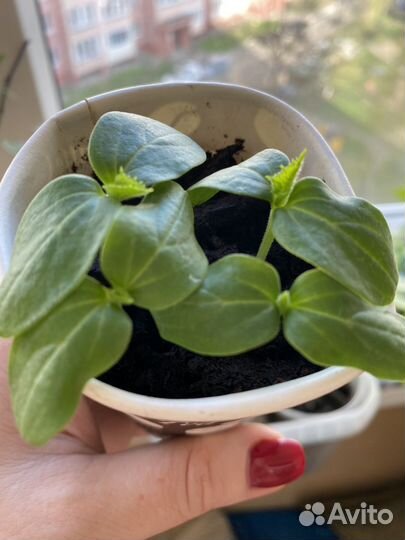 Рассада баклажан,томатов,огурцов и кабачков