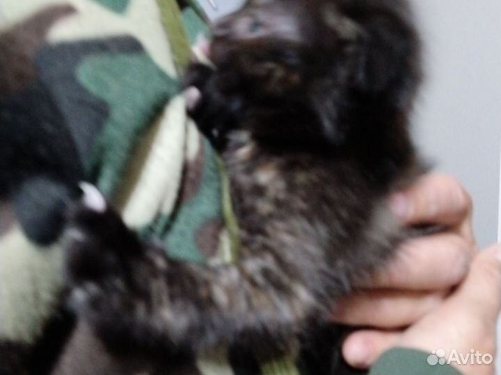 Вислоухие котята в добрые руки