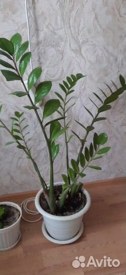 Продам цветы