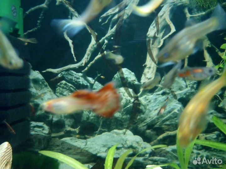 Гуппи (подростки)