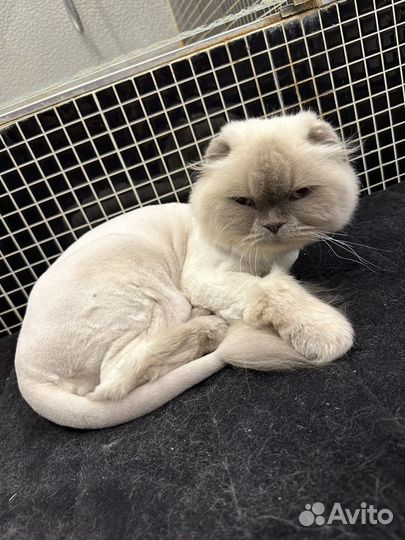 Британский котик