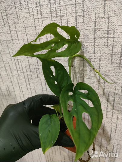 Монстера эскилето
