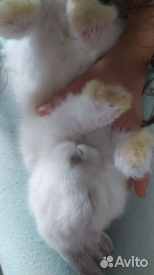 Декоративные кролик