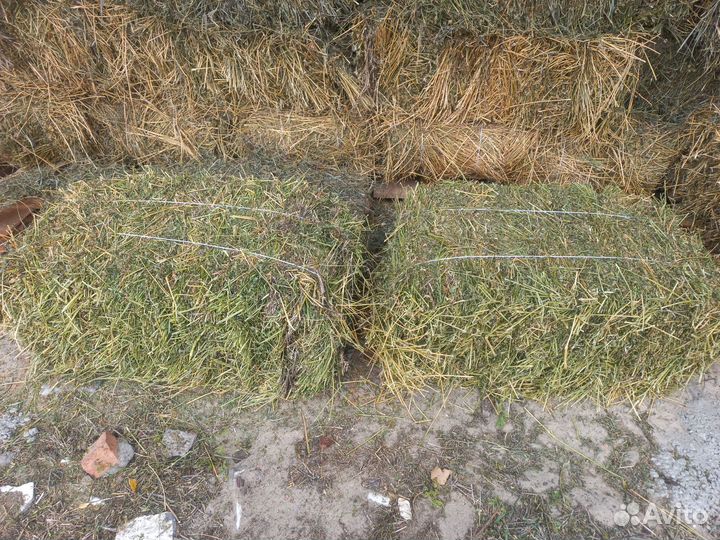 Сено люцерны в тюках 2023г