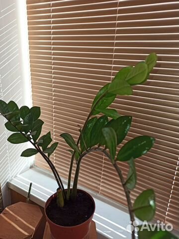 Замиокулькас (доллароаое дерево)