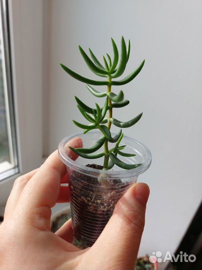 Суккуленты