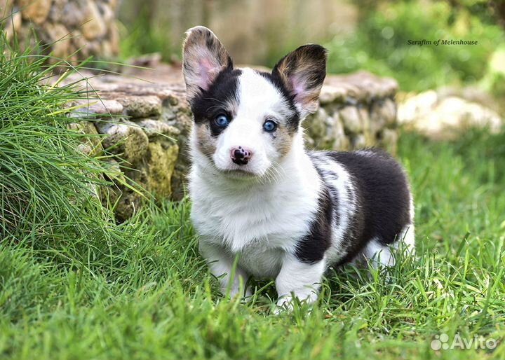 Щенки корги кардиган