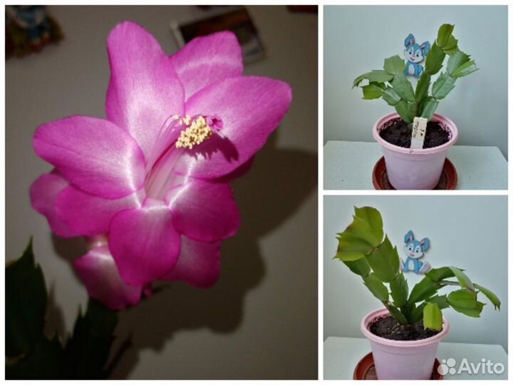 Шлюмбергеры с бутонами