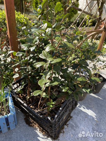 Саженцы фейхоа