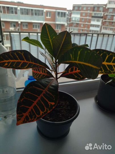 Комнатные цветы кротон