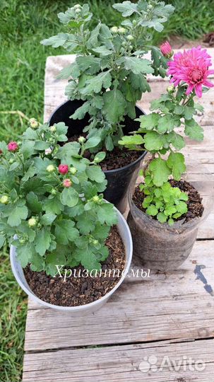 Хризантемы мультифлоры