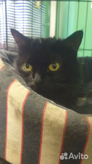 Кошка-компаньон