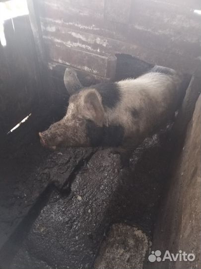 Поросята породы ландрас