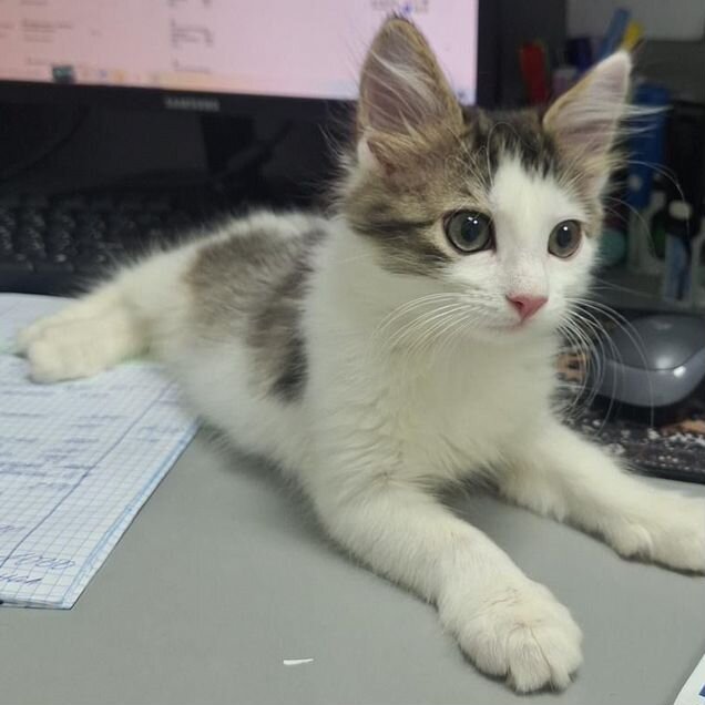 Котёнок в добрые руки