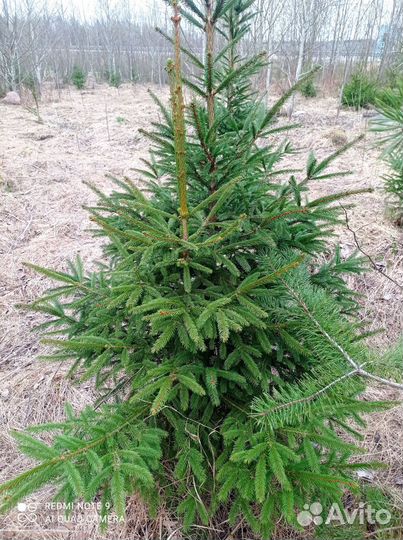 Саженцы Карельской ели, сосны