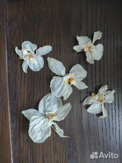 Сушеные цветы фаленопсиса белого