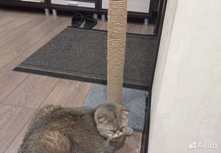 Шотландский кот