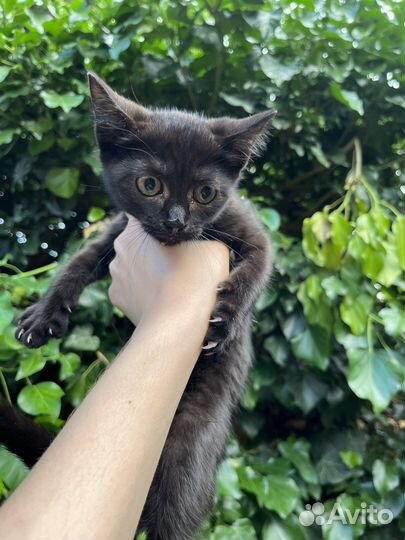 Черный котенок в добрые руки